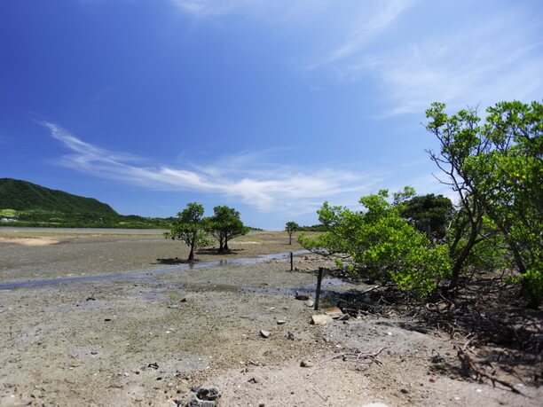 マングローブ遊歩道