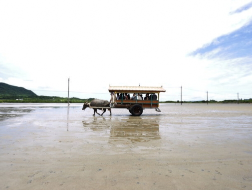 水牛車