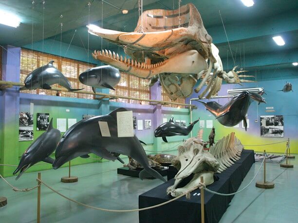 イルカやクジラに関する壮大な展示物