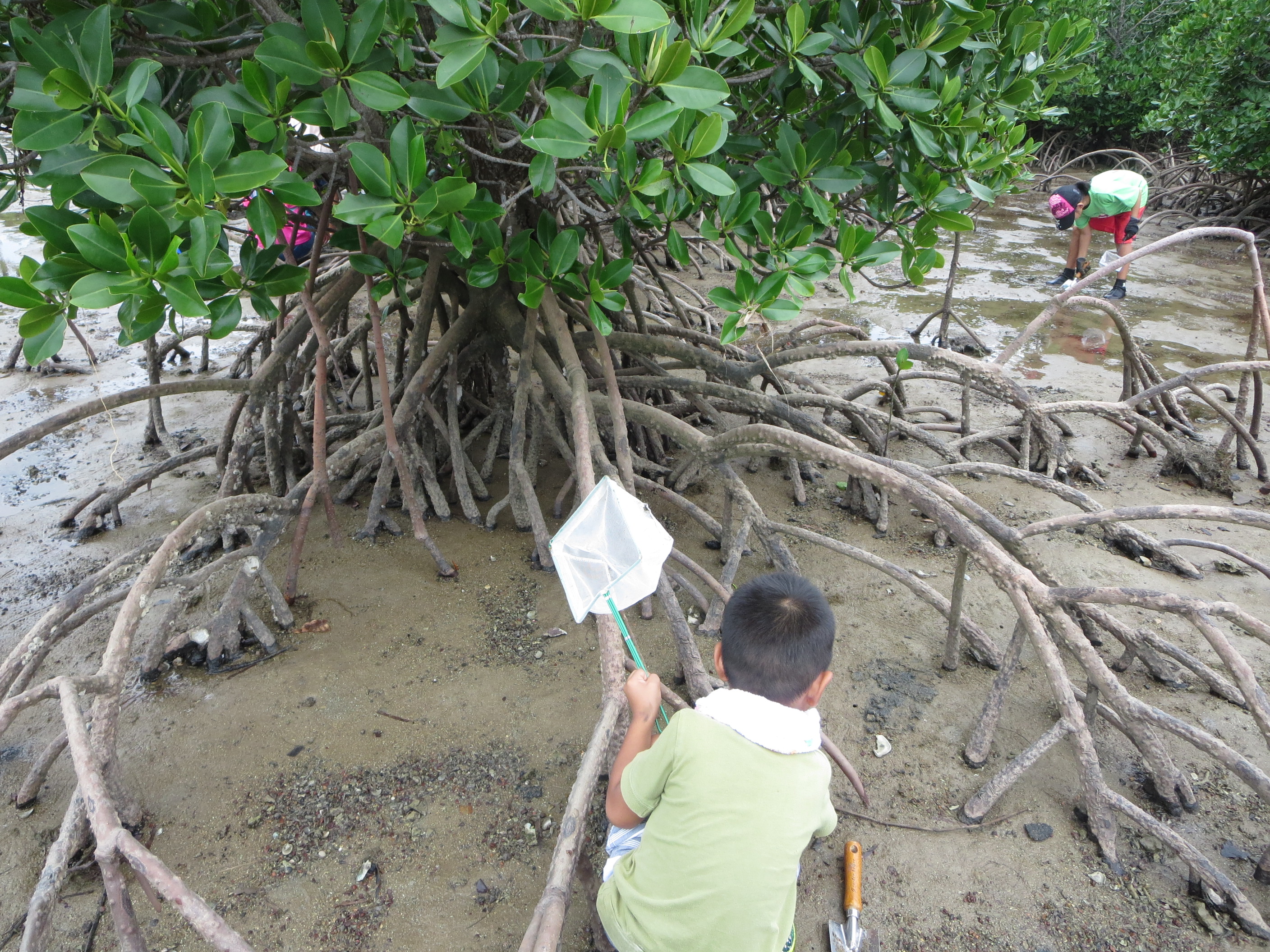 マングローブ林で生き物を探す子供たち