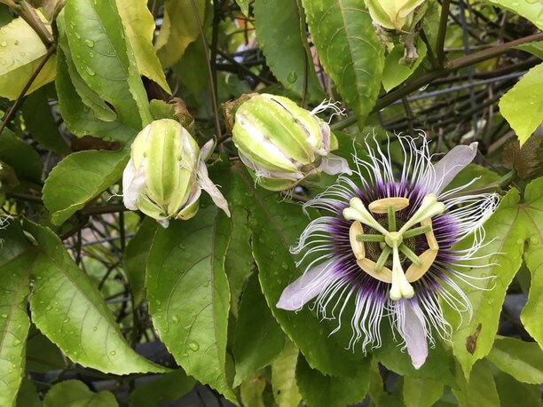 パッションプルーツの花