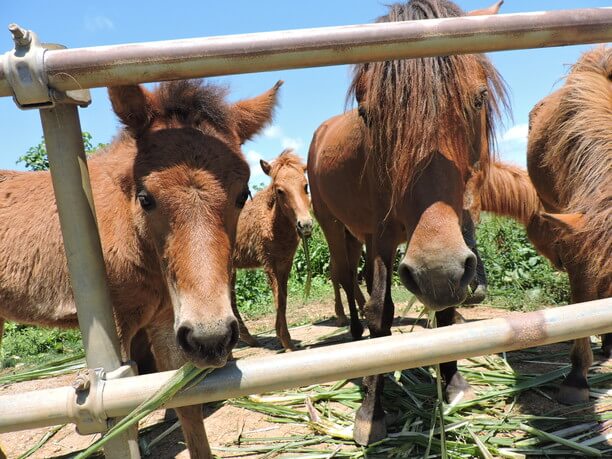 小さなカラダで人懐い宮古馬