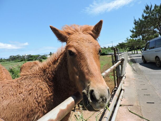 宮古馬の顔アップ