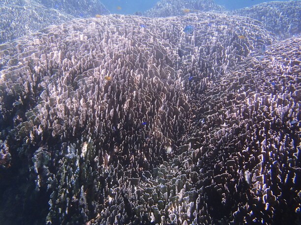 白保海岸の珊瑚礁