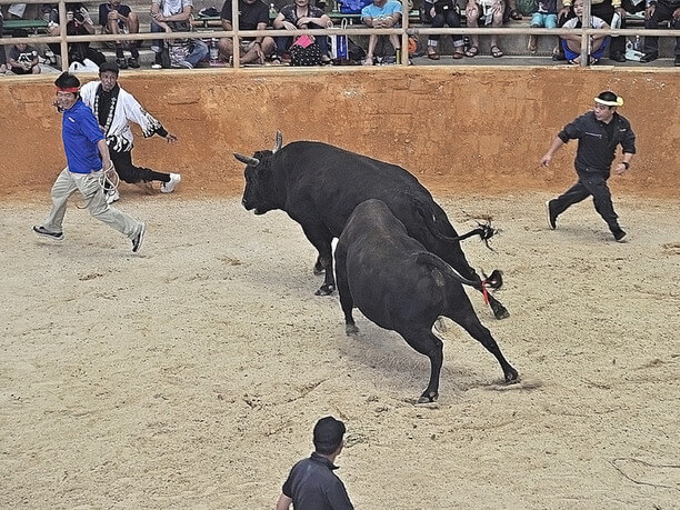 勢いのついた牛