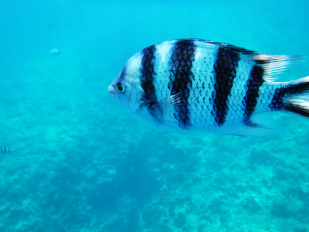 色とりどりの熱帯魚たち