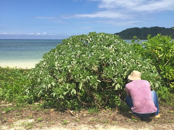 海辺のモンパノ木を覗き込む仲程長治さん