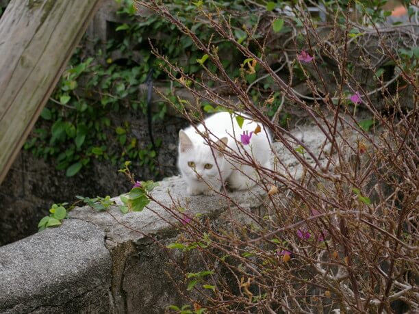 かわいい猫