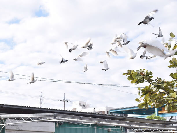 鳩の大群