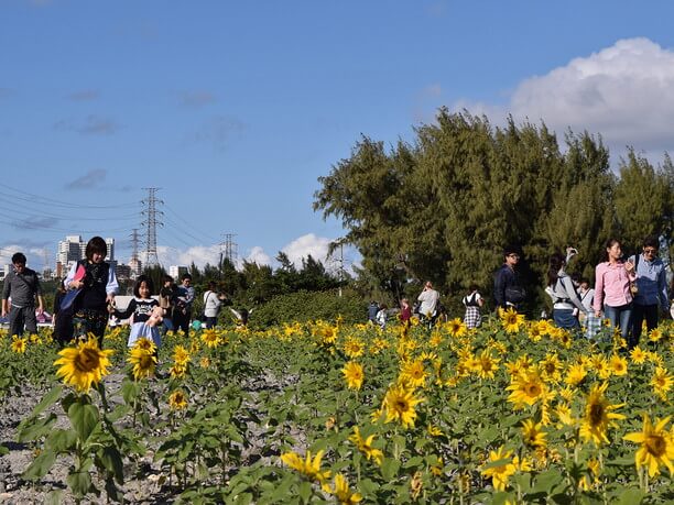 50万本のひまわりが咲く会場