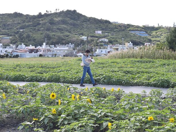 真冬に咲くひまわり