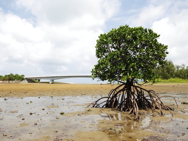 名蔵湾