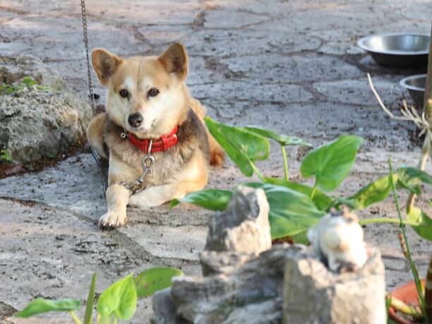 大人しい番犬