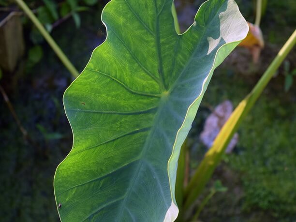 田芋の葉