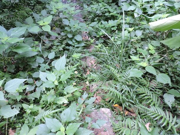 石段を覆い尽くす亜熱帯植物群達