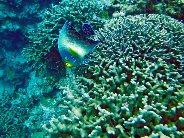 熱帯魚とサンゴ