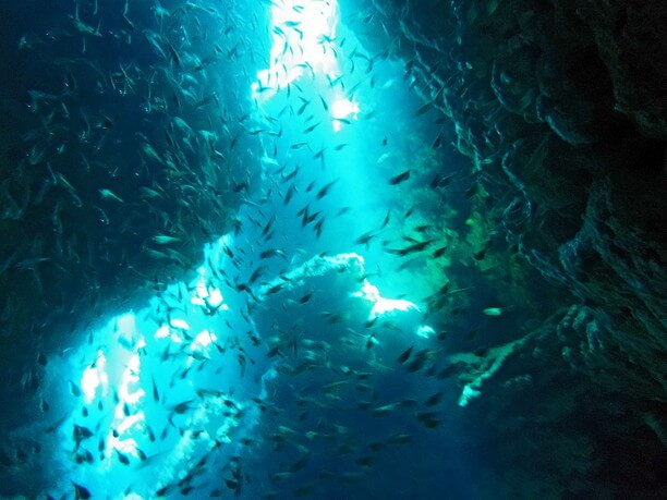 深海の魚