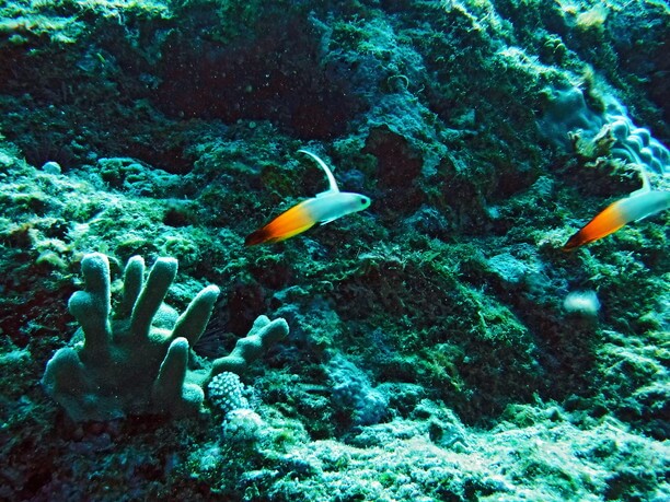 鮮やかな生き物