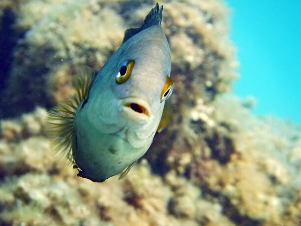 熱帯魚がお迎え