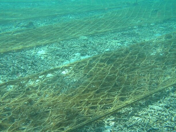 海の中で育つモズク