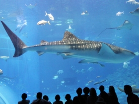 美ら海水族館