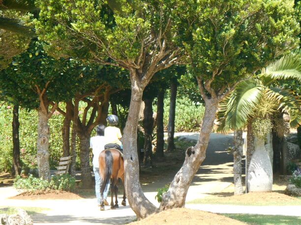 宮古馬と触れ合える宮古馬の引き馬体験