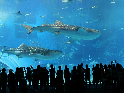 沖縄美ら海水族館