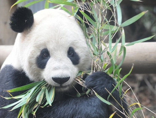 上野動物園