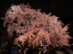 しだれ桜ライトアップ