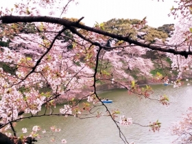 千鳥ヶ淵の桜