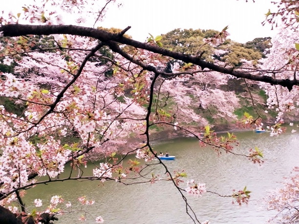 千鳥ヶ淵の桜