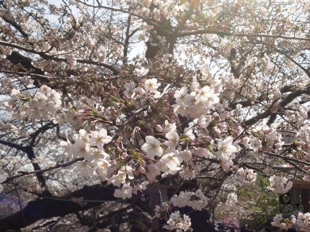 桜の花のアップ