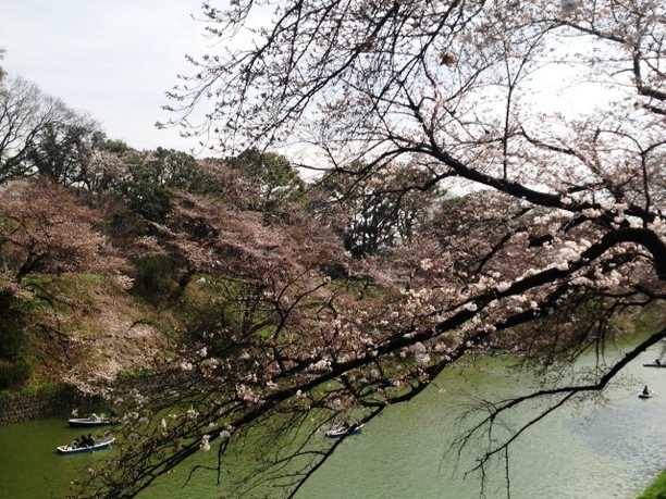 お堀と桜
