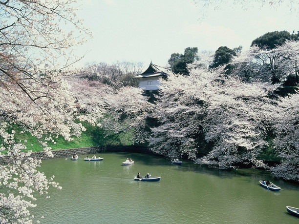 さくらツアー