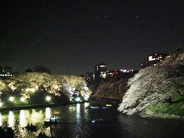 千鳥ヶ淵の桜の夜間ライトアップ