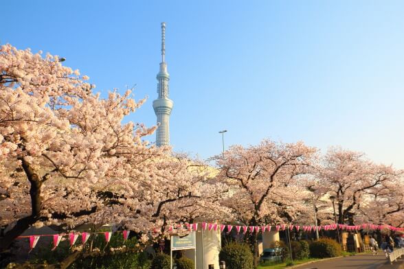 桜とスカイツリー