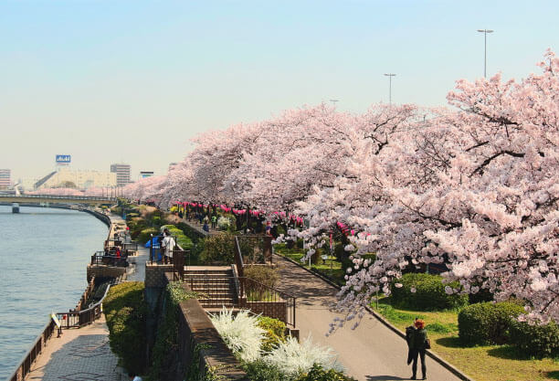 隅田川の桜並木