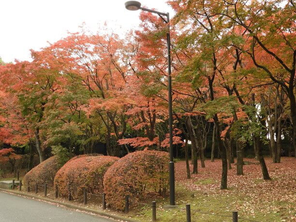 色ずく紅葉が美しい「千鳥ヶ淵さんぽみち」