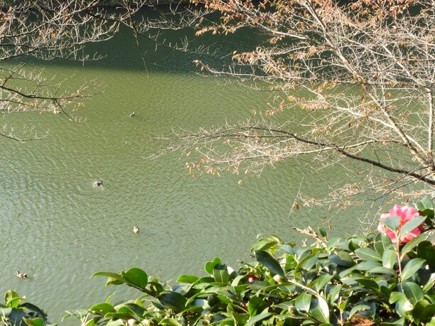 水鳥が気持ちよさそうに泳ぐ池